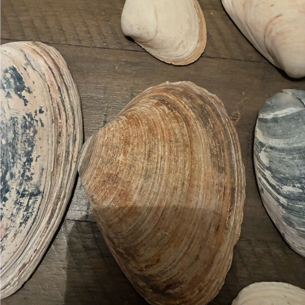 Assorted Seashell Collection - Picture 4 of 16